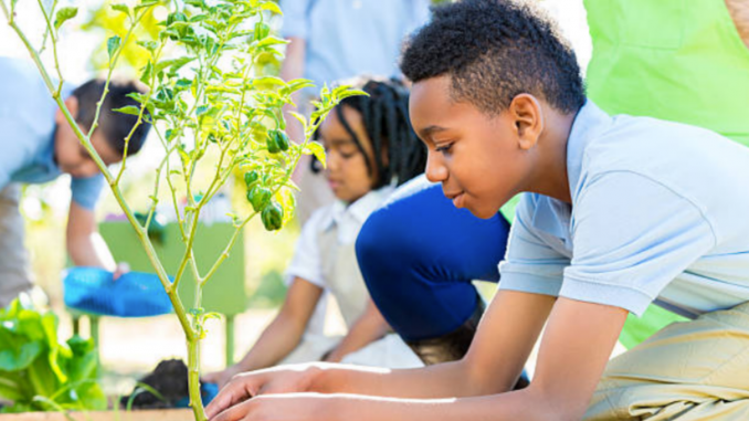 niños plantando